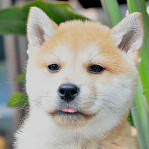 净脸柴犬