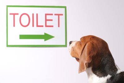 如何简单的教会小狗上厕所