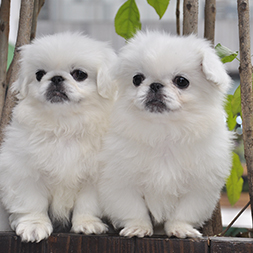 北京犬